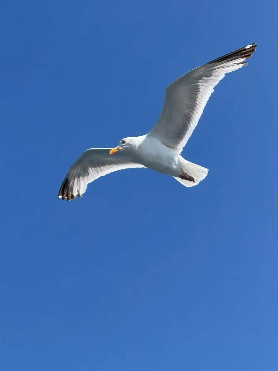 Sunday 14th June Deep Sea Fishing - Image 1