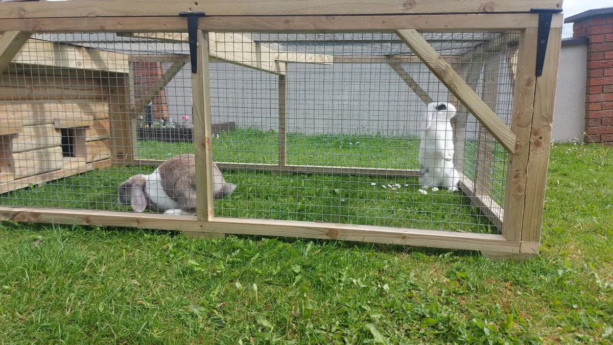 Rabbit Hutch & Enclosure - Image 1
