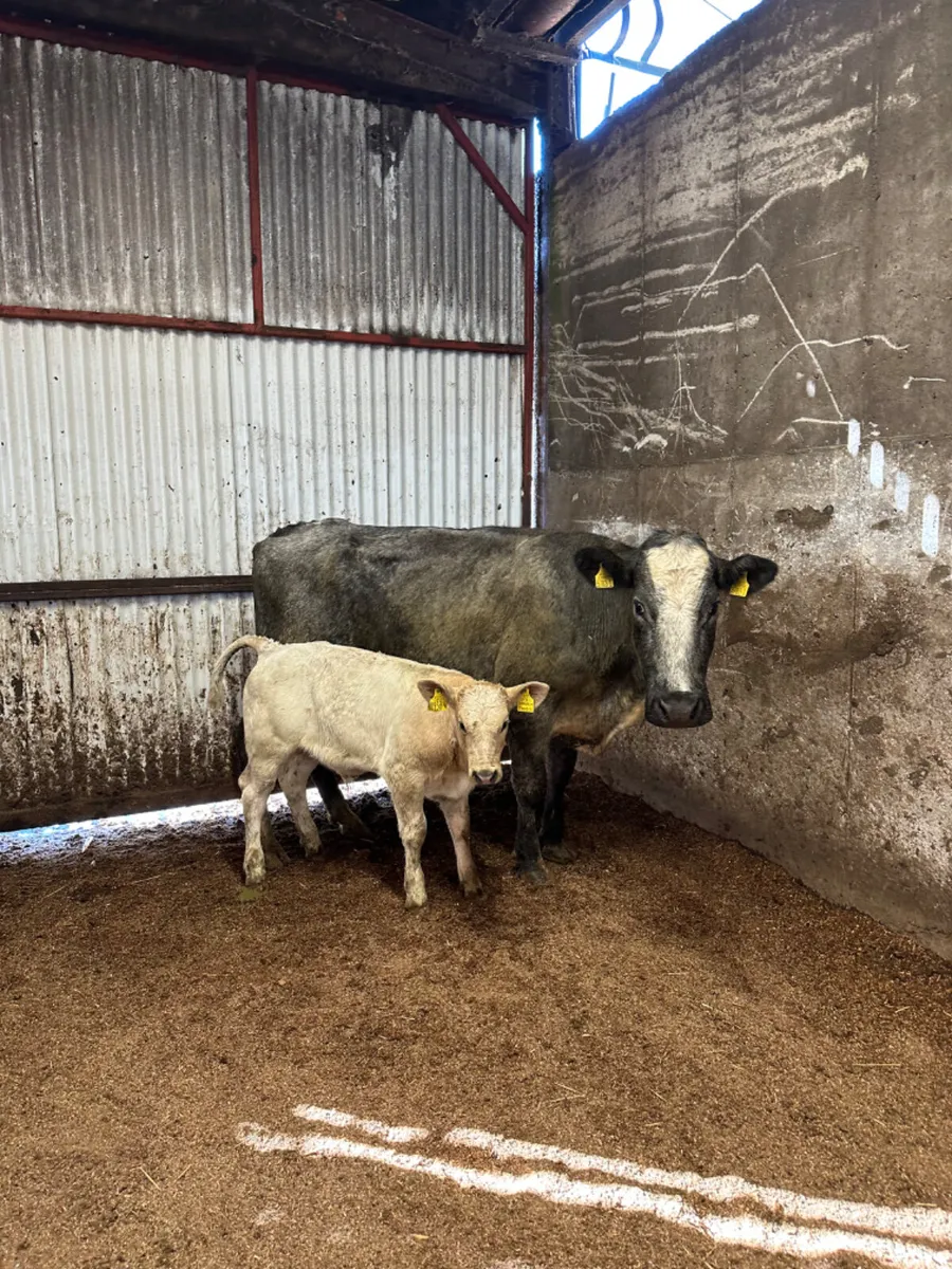 Blue cow and Charolais bull calve - Image 2