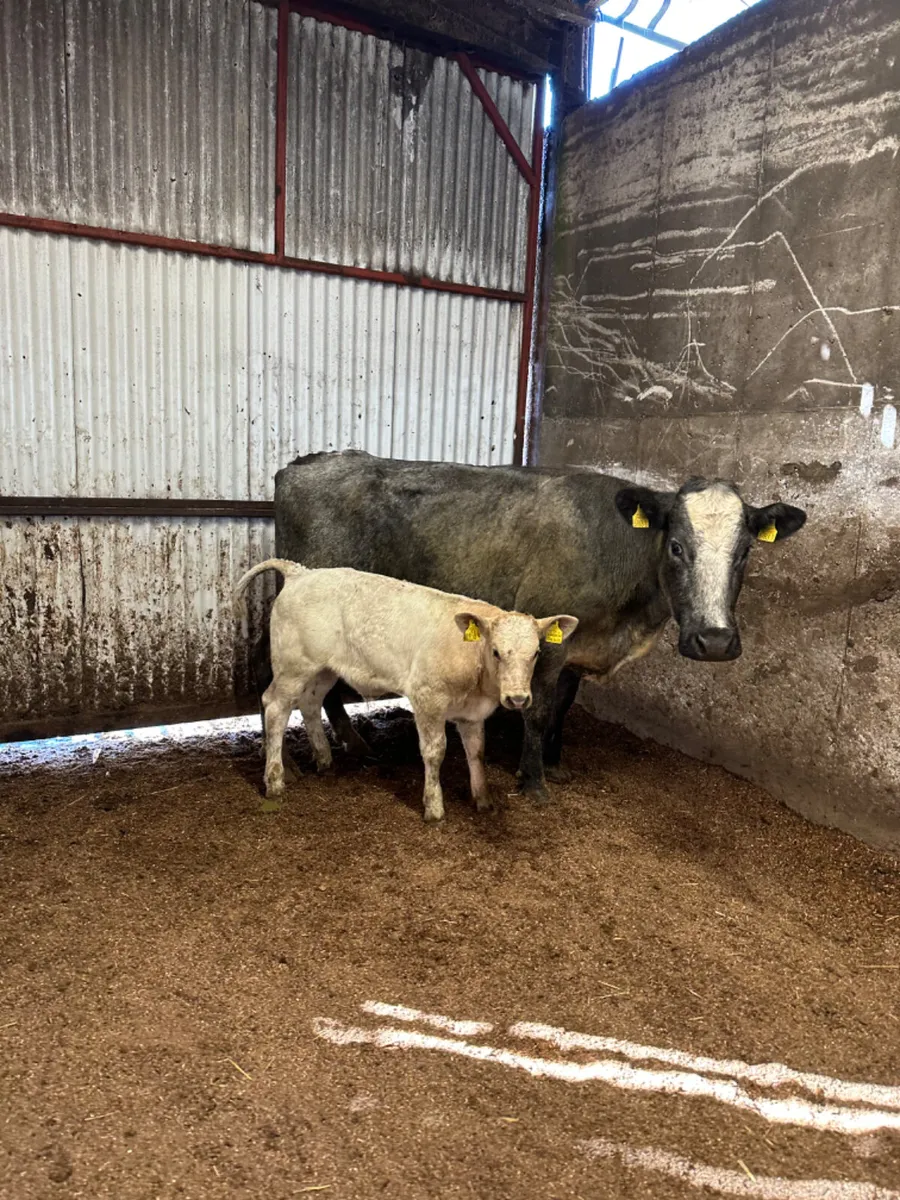 Blue cow and Charolais bull calve - Image 4