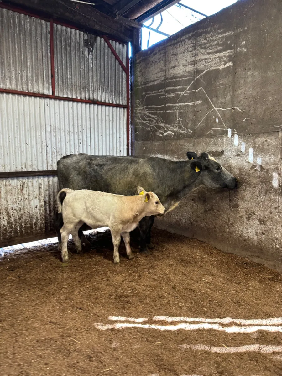 Blue cow and Charolais bull calve - Image 1