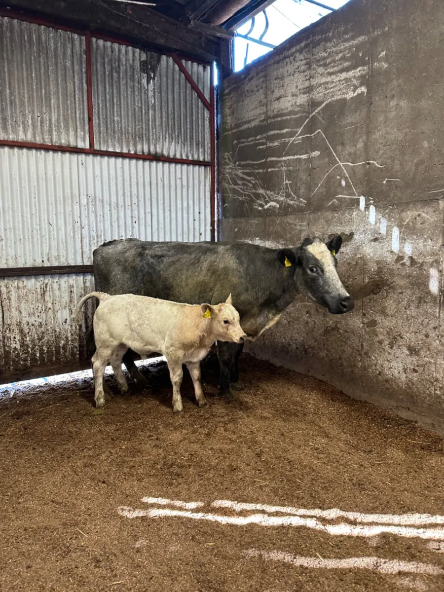 Blue cow and Charolais bull calve - Image 3