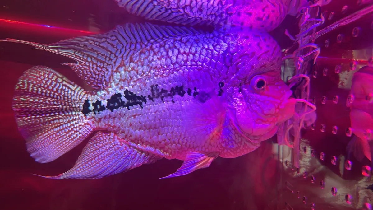 Flowerhorn Kamfa - Image 1