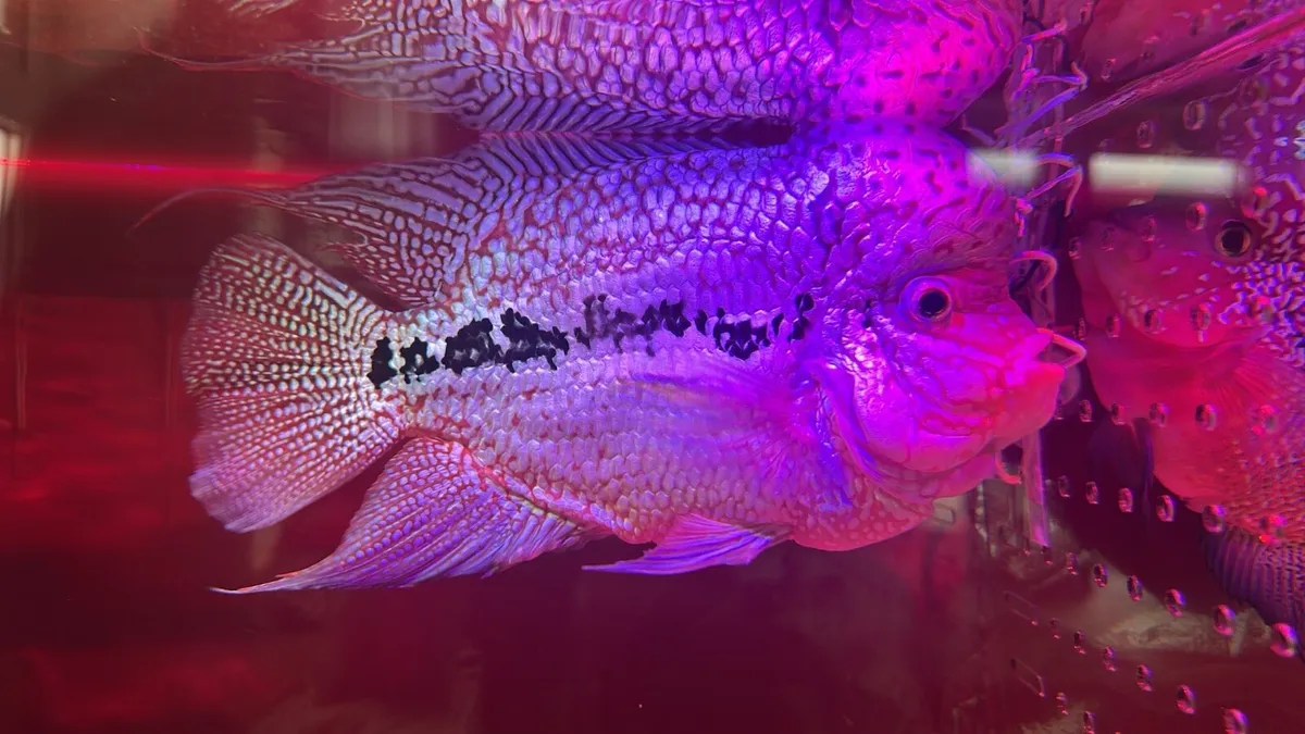 Flowerhorn Kamfa - Image 2