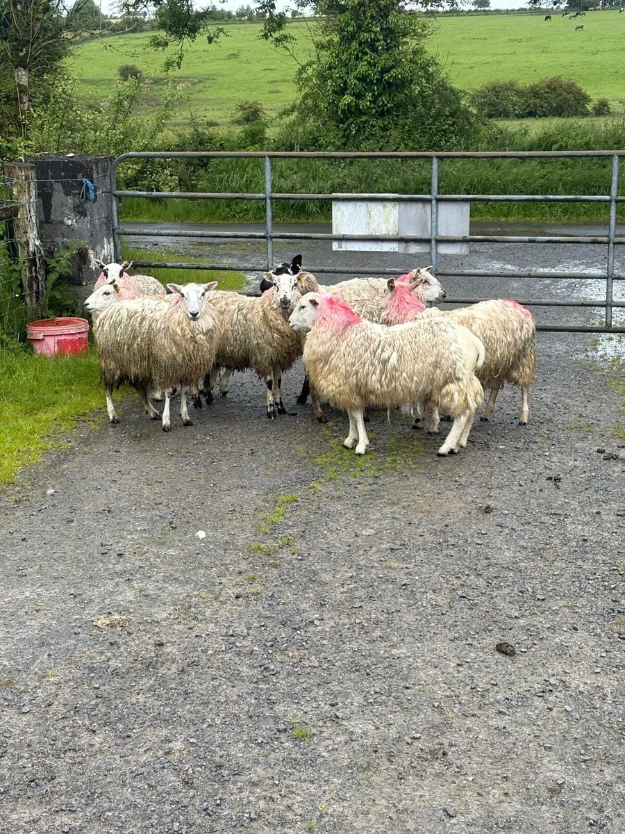 10 texel x ewe hoggets - Image 1