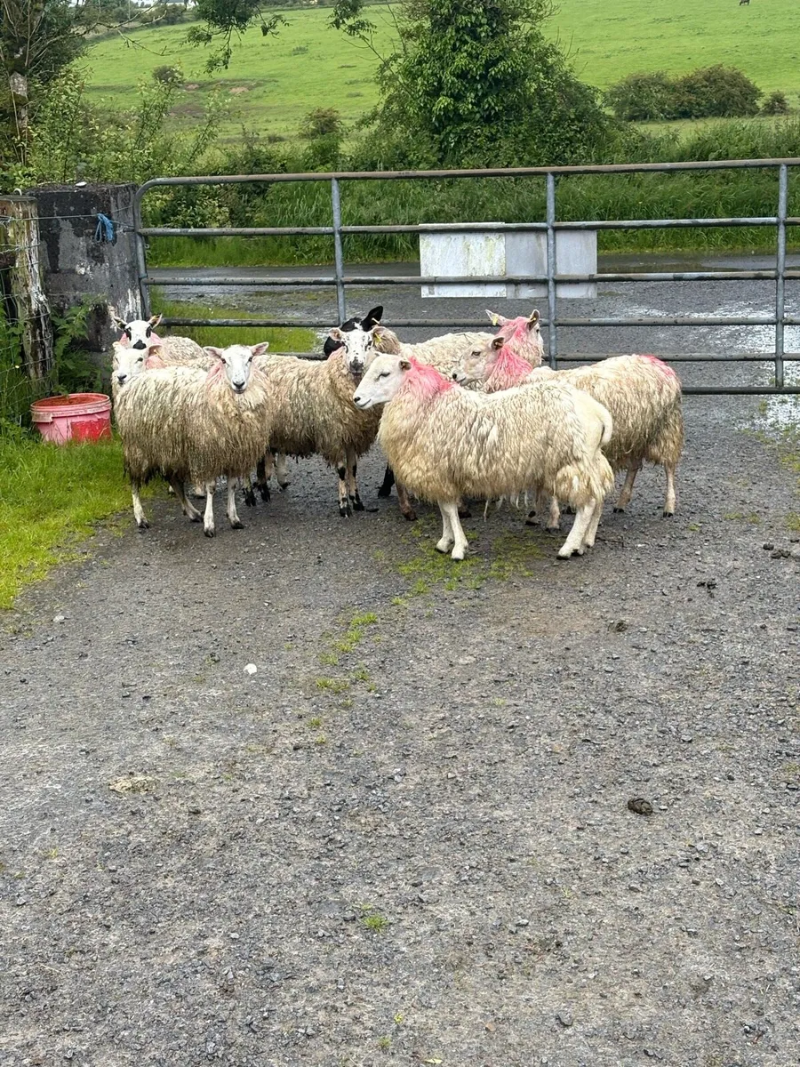 10 texel x ewe hoggets - Image 2