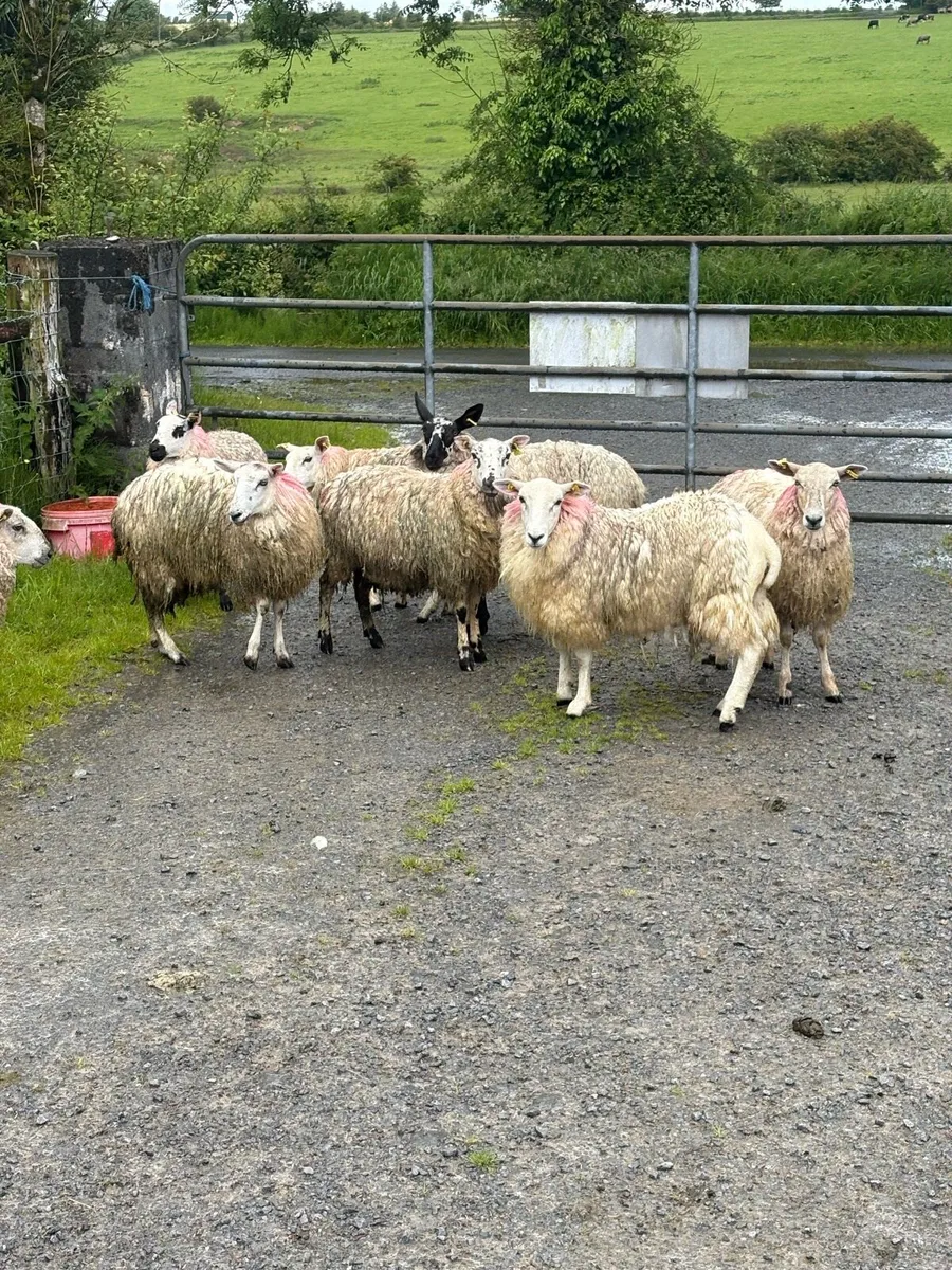 10 texel x ewe hoggets - Image 3