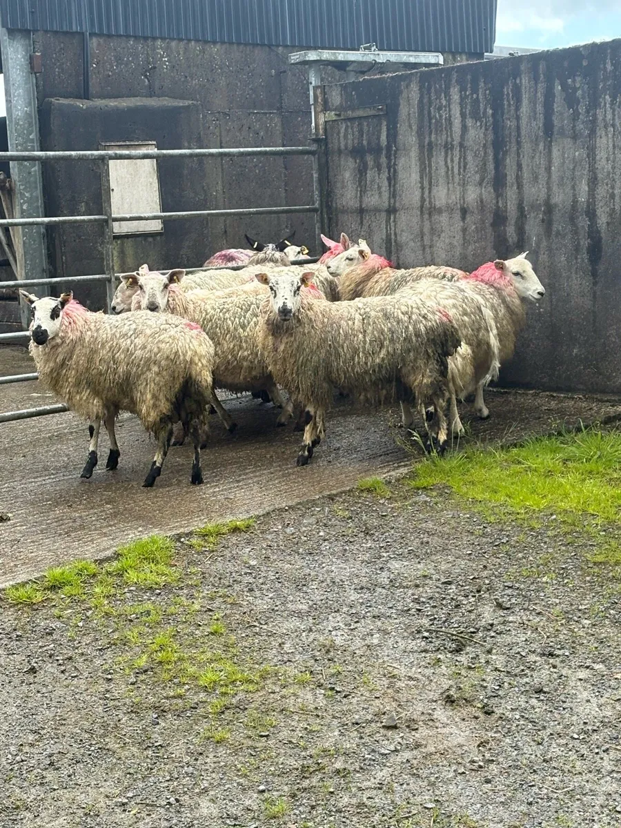 10 texel x ewe hoggets - Image 4