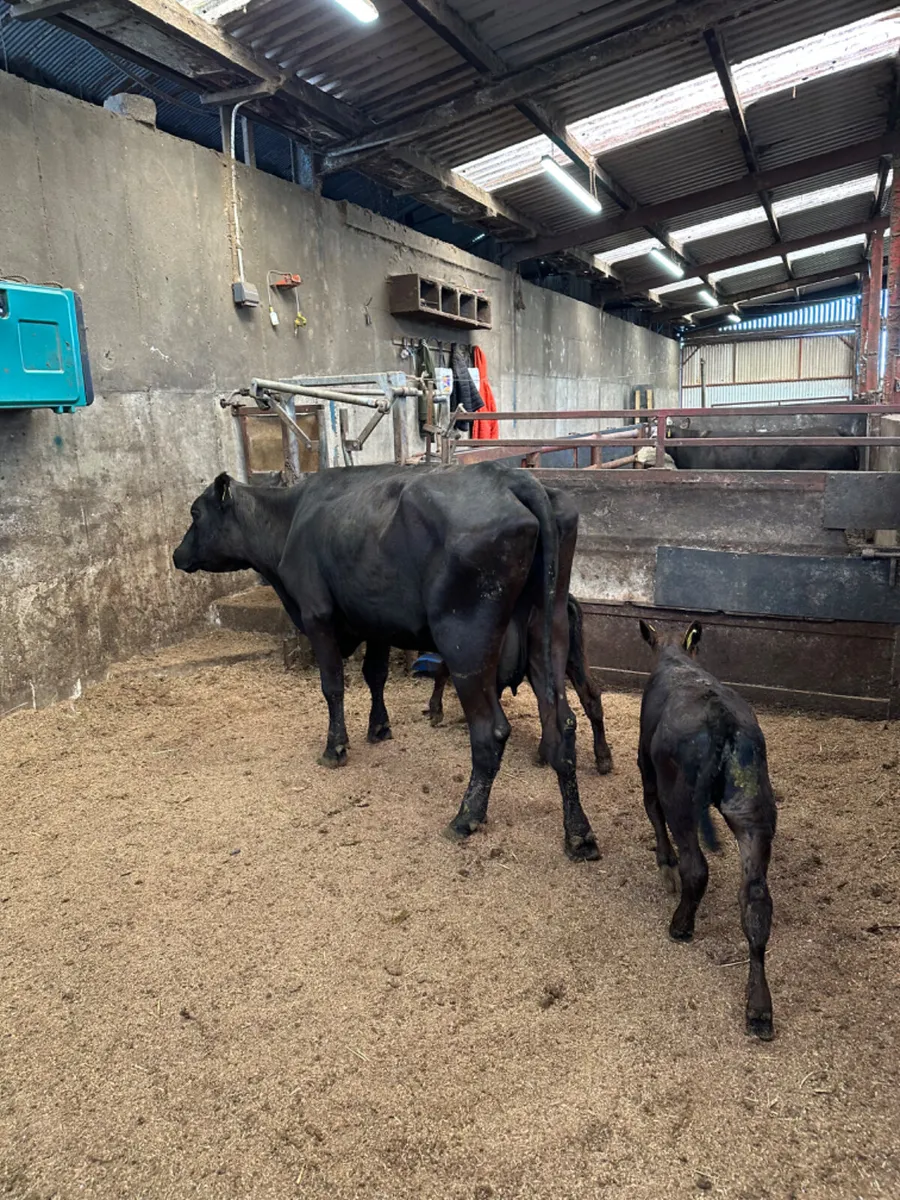 Angus heifer with twin calves - Image 4