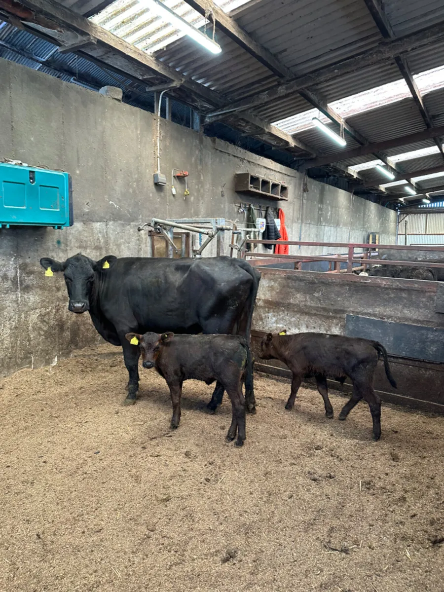 Angus heifer with twin calves - Image 1