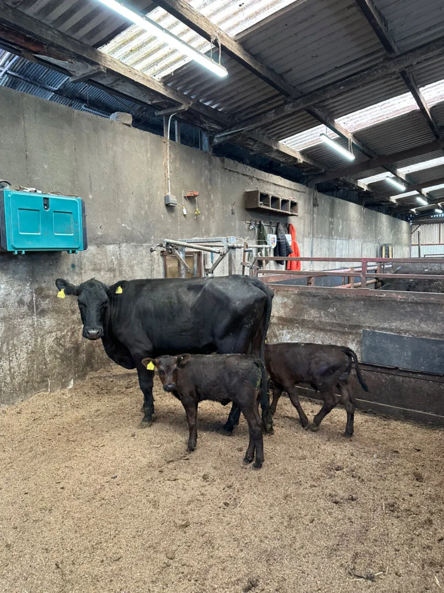Angus heifer with twin calves - Image 2