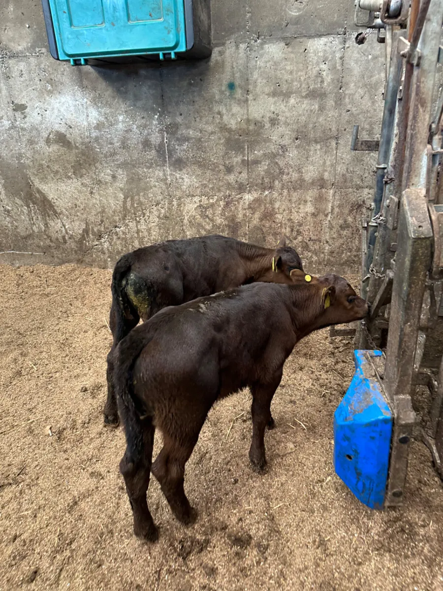 Angus heifer with twin calves - Image 3