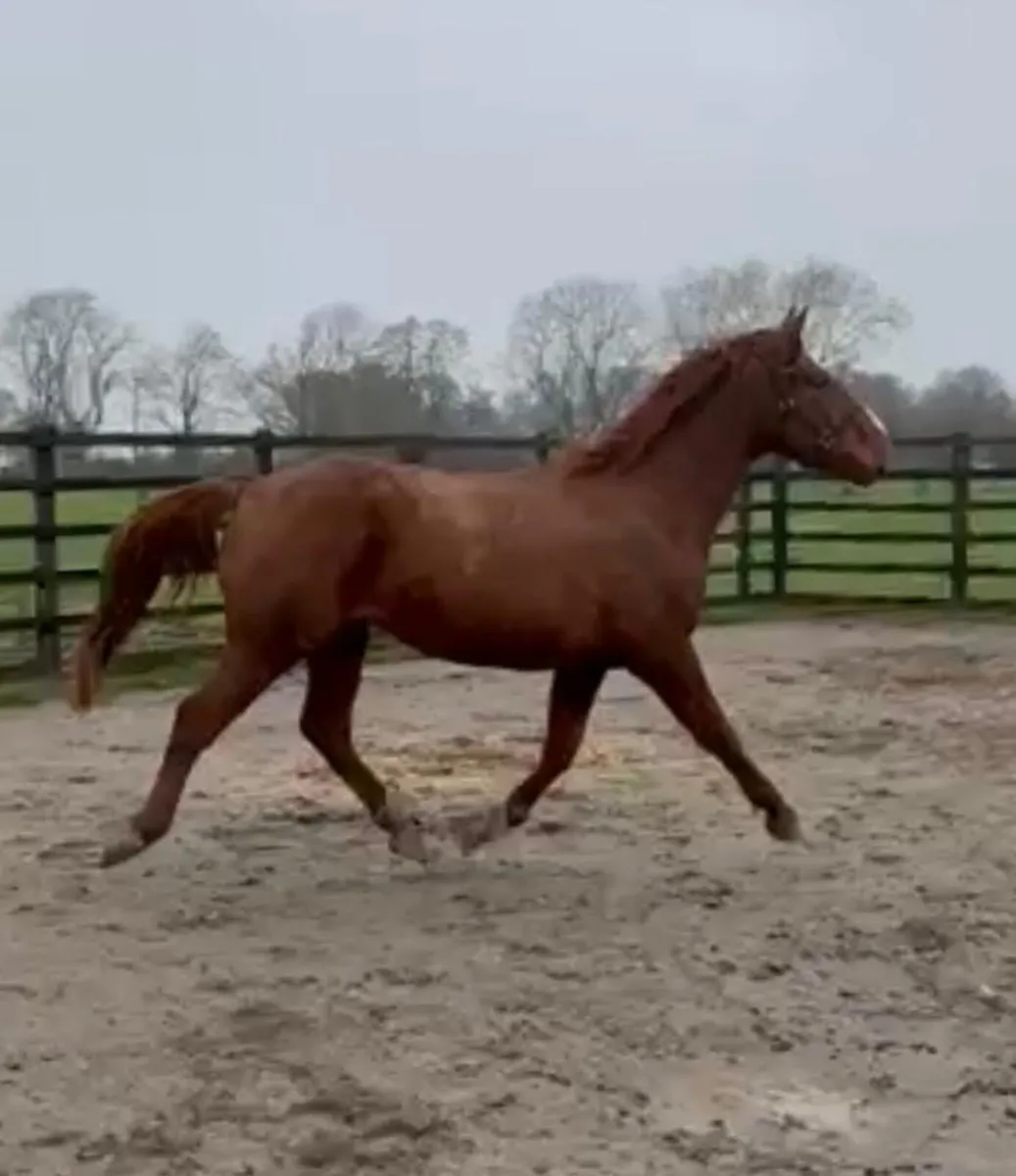4yr old gelding - Image 3