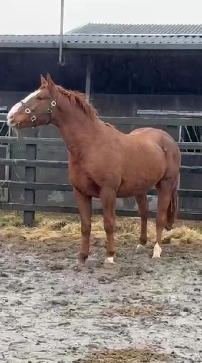 4yr old gelding - Image 4