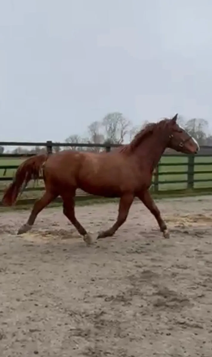 4yr old gelding - Image 1