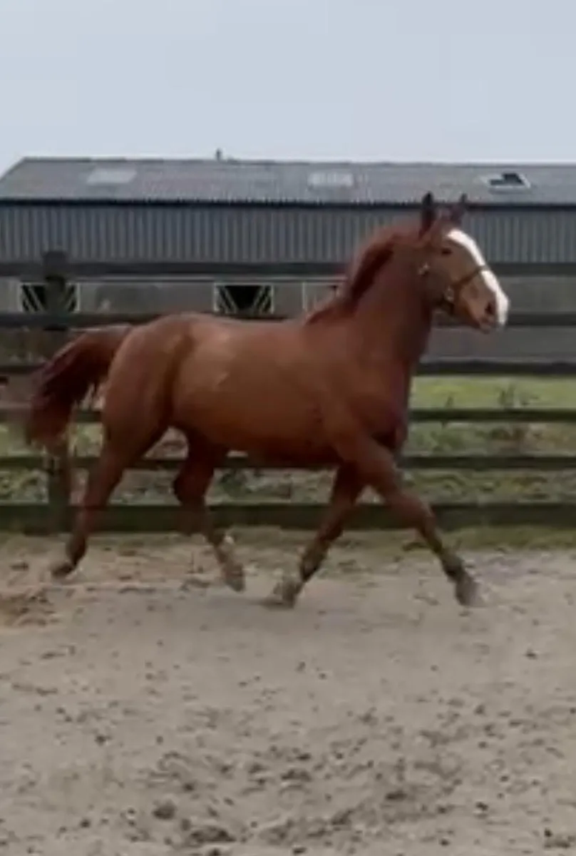4yr old gelding - Image 2