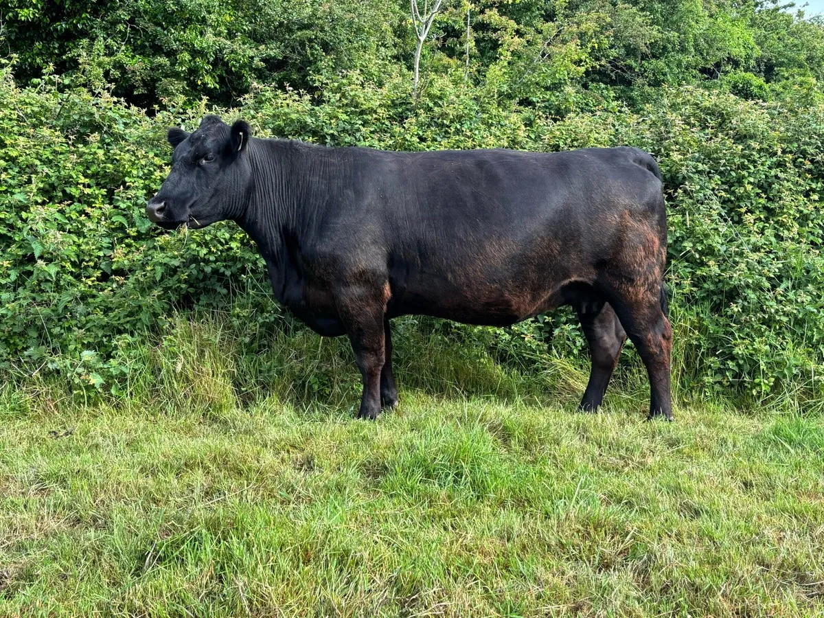 PBR incalf Aberdeen Angus cow - Image 1