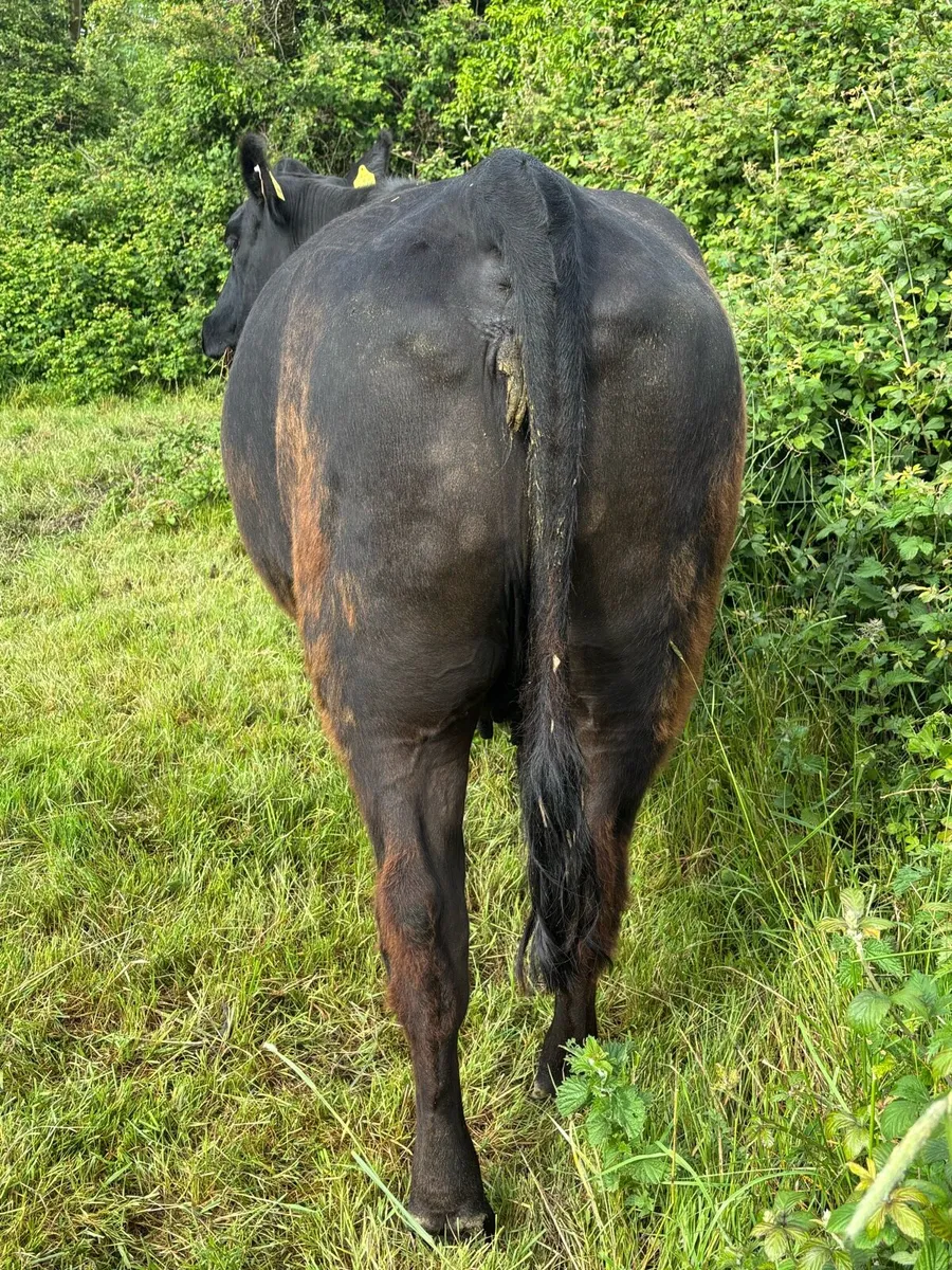 PBR incalf Aberdeen Angus cow - Image 2