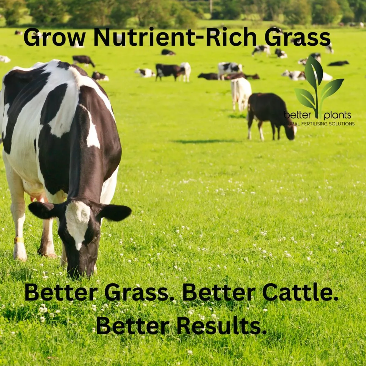 Nutrient-Rich Grass v Nitrogen-Rich Grass - Image 1