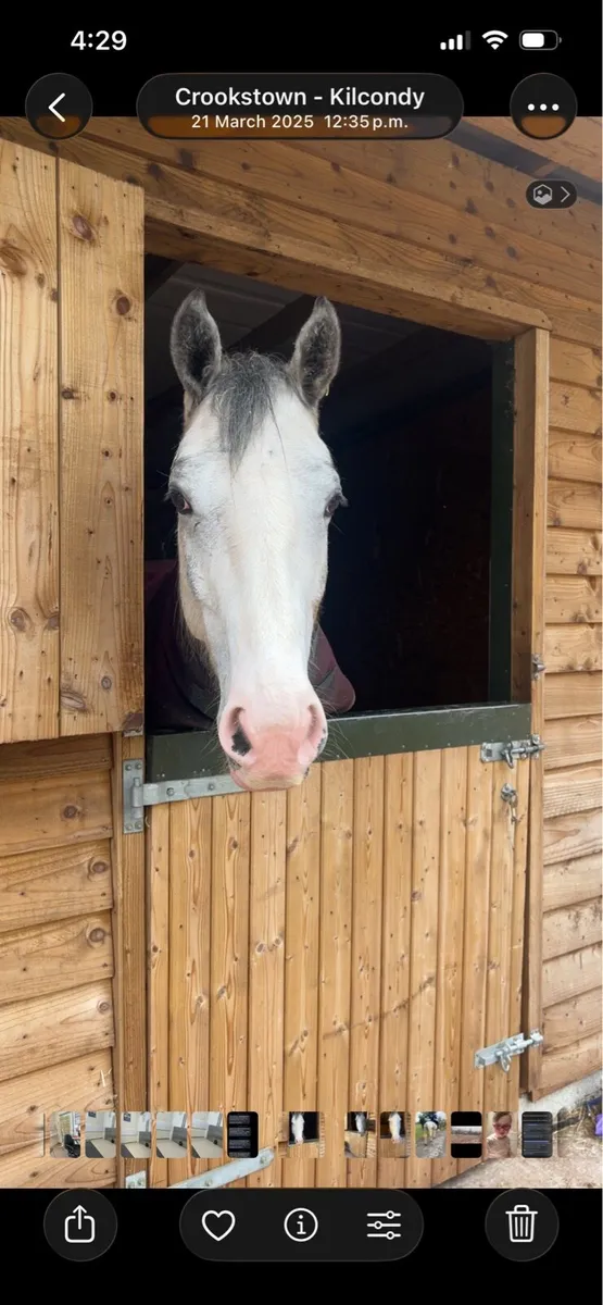 Irish sports horse - Image 1