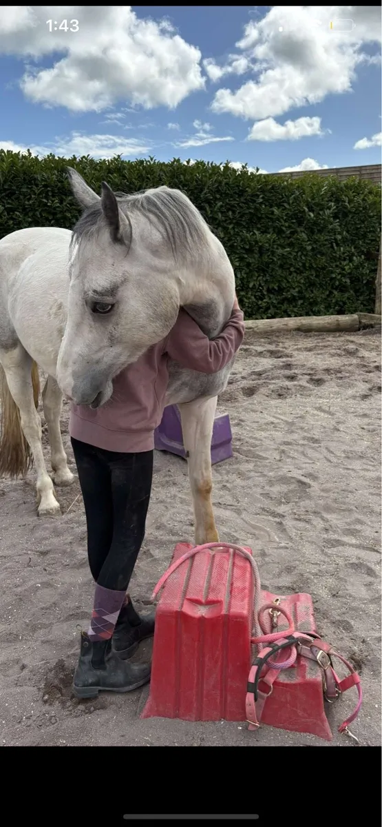 Irish sports horse - Image 2