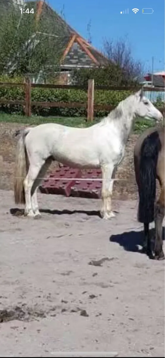 Irish sports horse - Image 3
