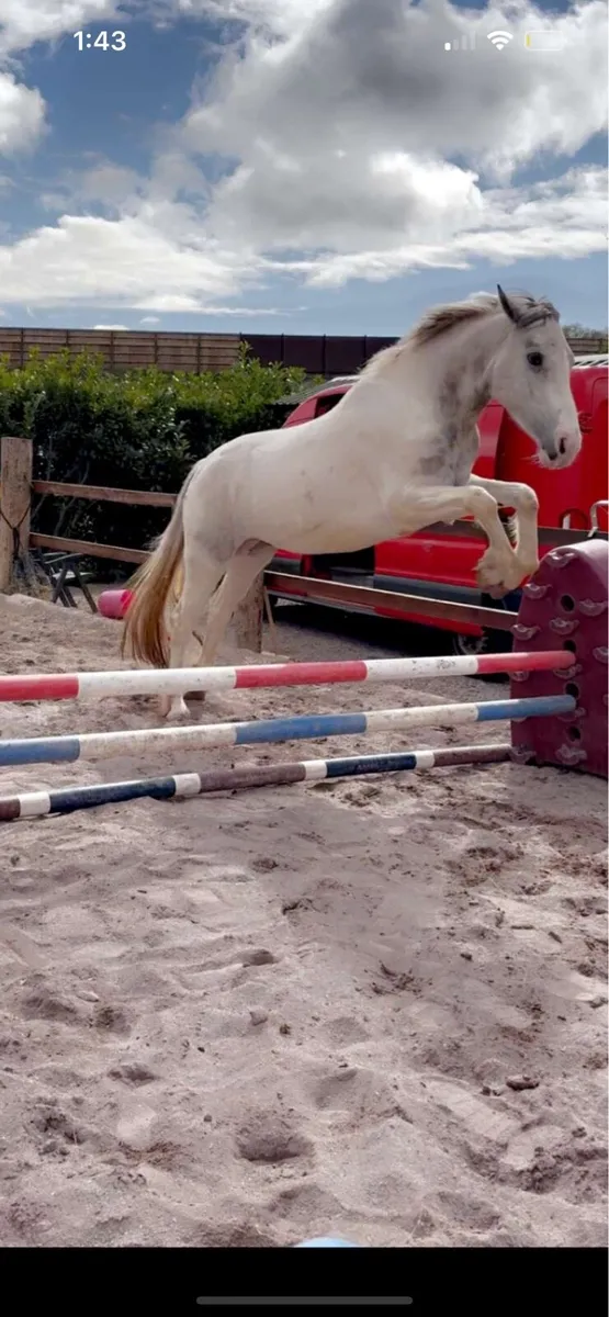 Irish sports horse - Image 4