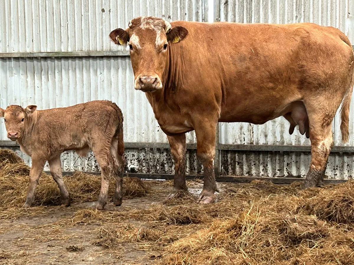 5 star genotyped cow and calf - Image 2