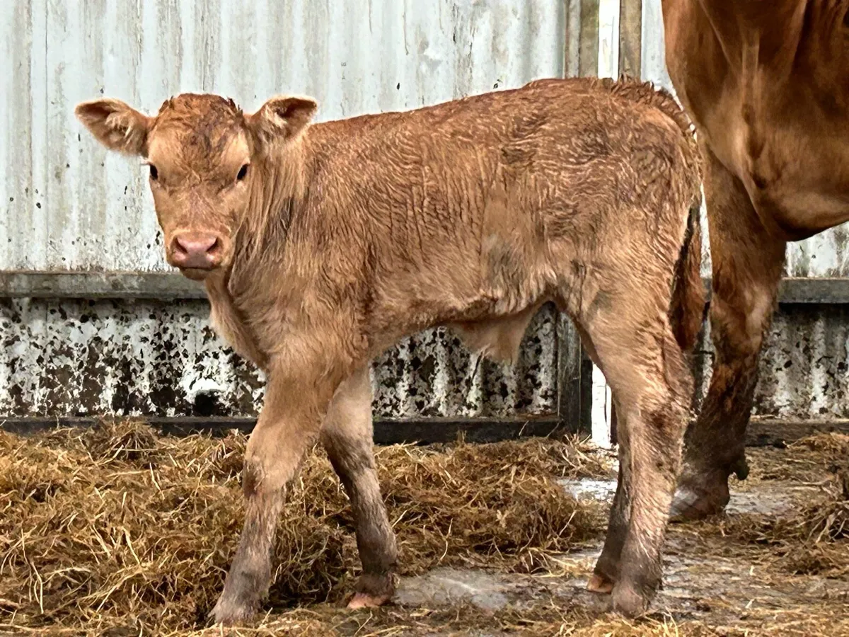 5 star genotyped cow and calf - Image 3