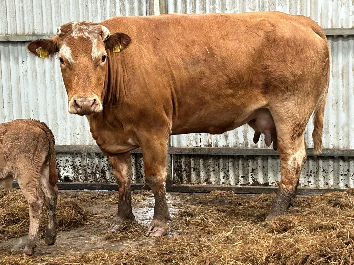 5 star genotyped cow and calf - Image 4