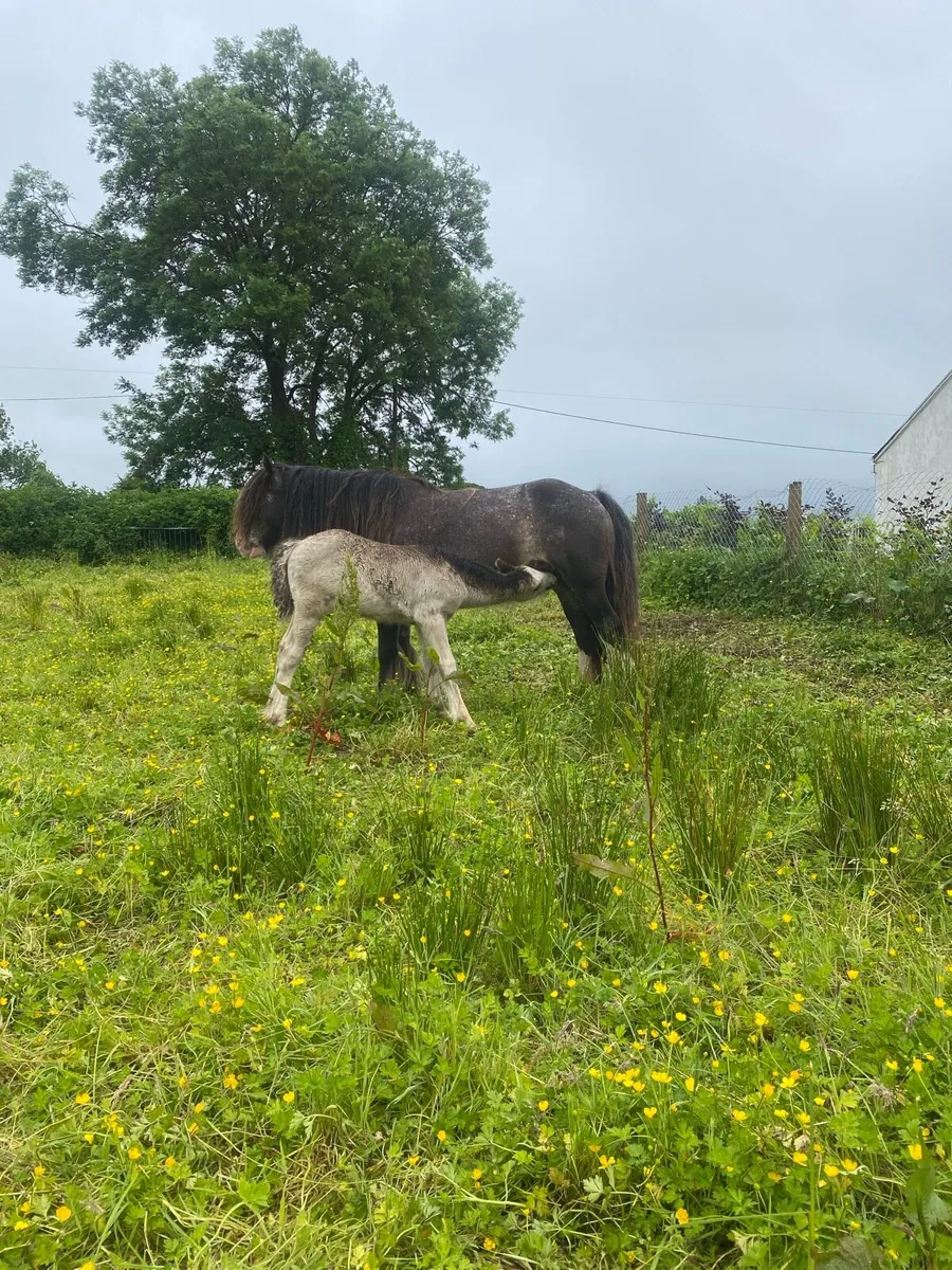12.2hh blue blagdon mare &foal - Image 1