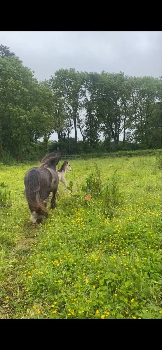 12.2hh blue blagdon mare &foal - Image 2