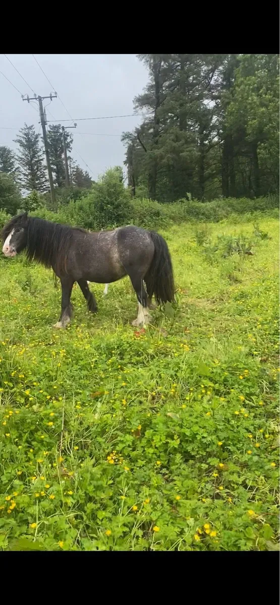 12.2hh blue blagdon mare &foal - Image 3