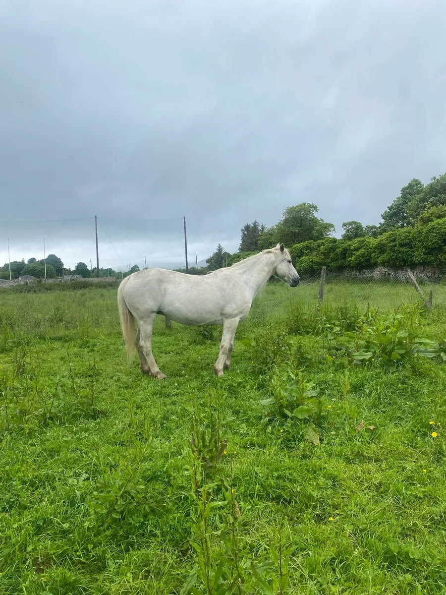 Two Connemara mares one in foal - Image 4