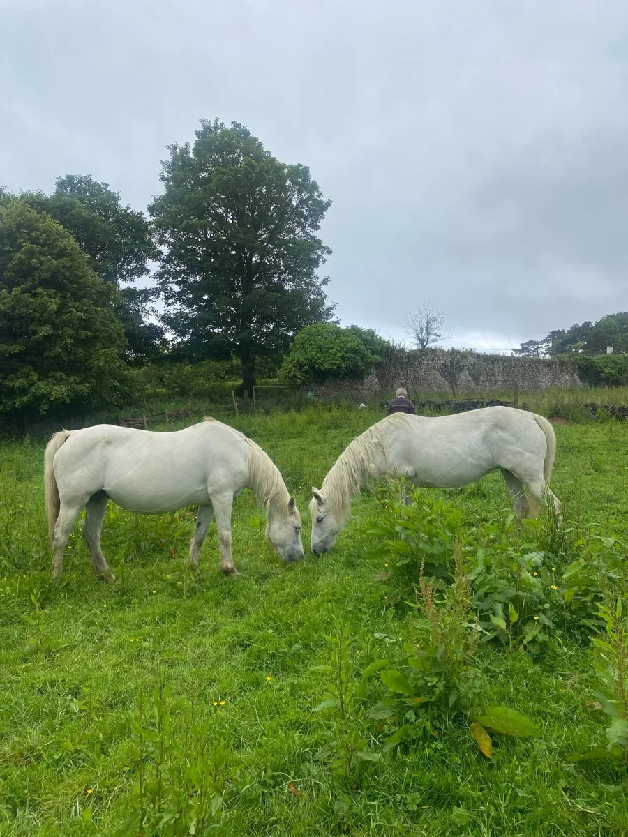 Two Connemara mares one in foal - Image 1