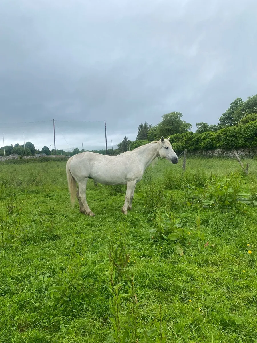 Two Connemara mares one in foal - Image 2