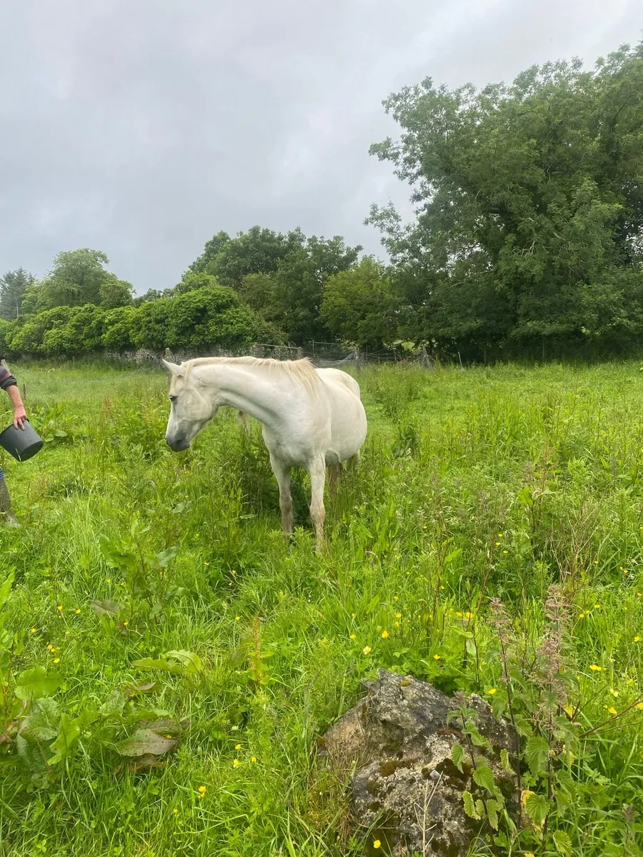 Two Connemara mares one in foal - Image 3