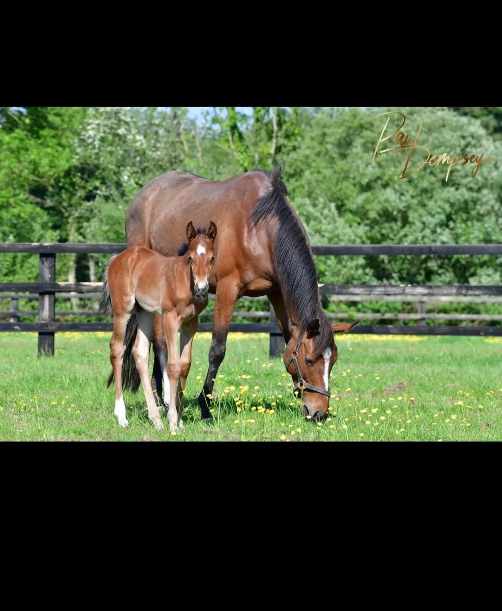 Land for grazing (wanted)