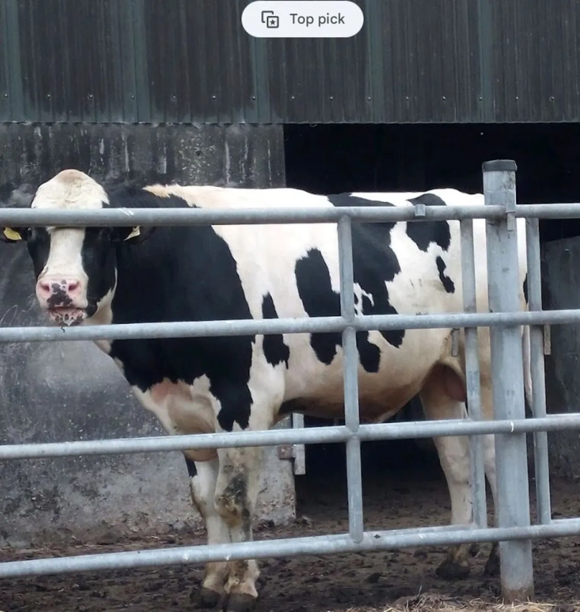 FRIESIAN and SHORTHORN Bulls - Image 1