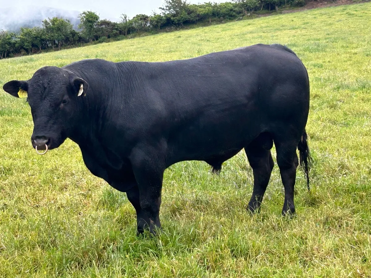 AA bull - Image 4