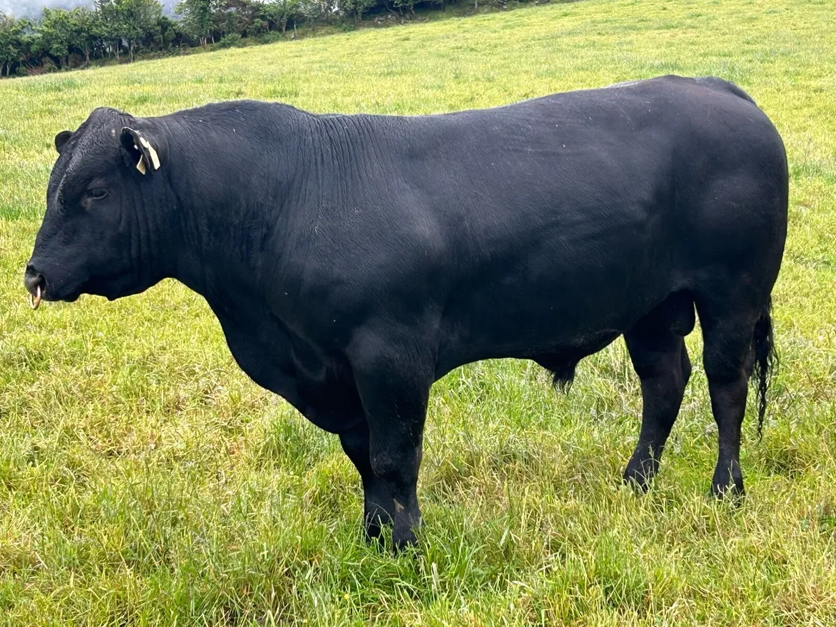 AA bull - Image 1