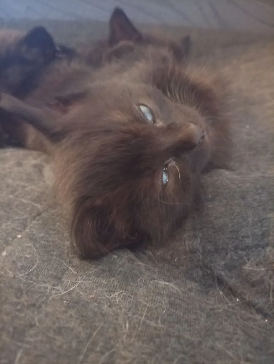 Kittens - Image 1