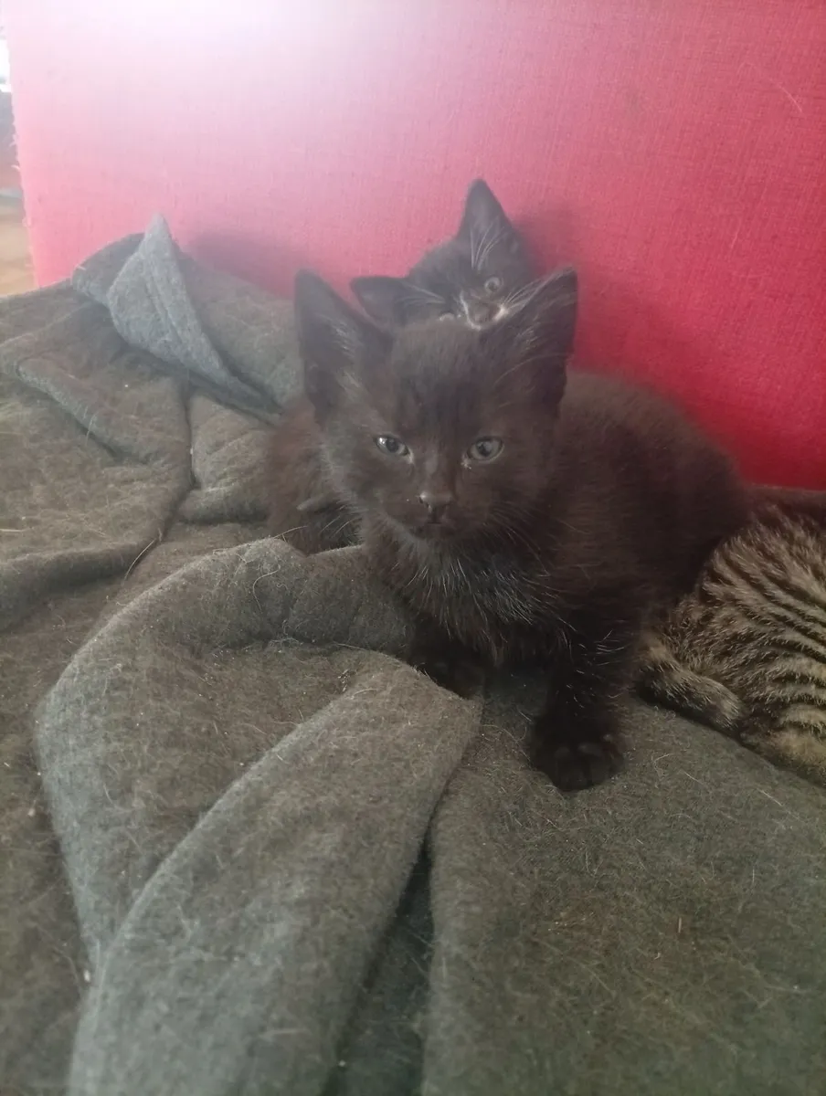Kittens - Image 3