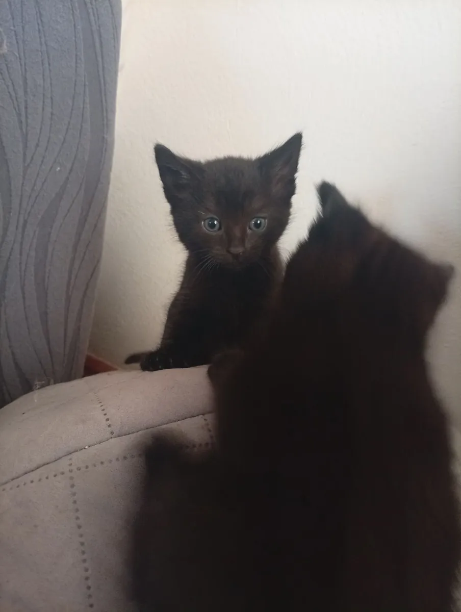 Kittens - Image 2