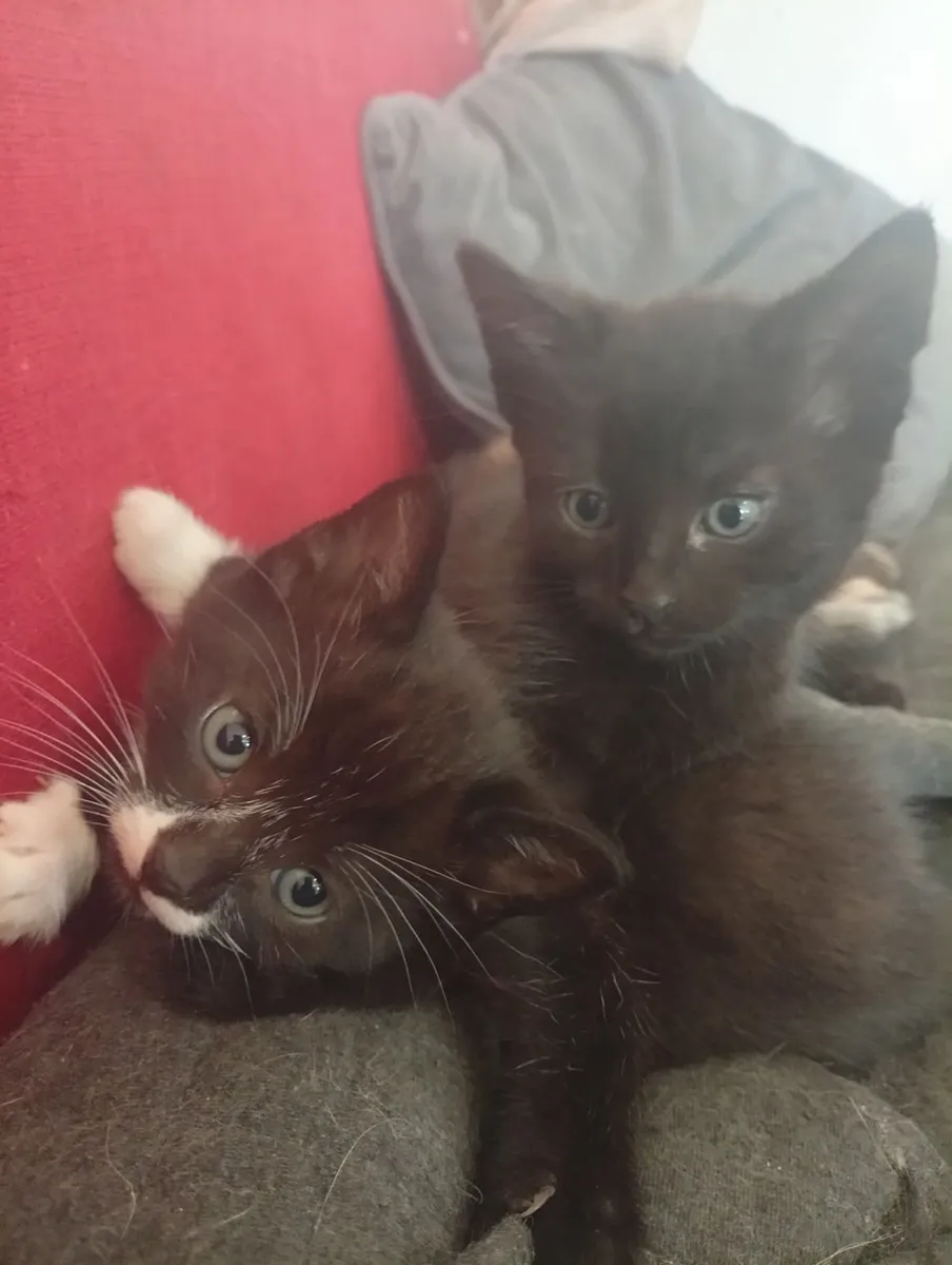 Kittens - Image 4