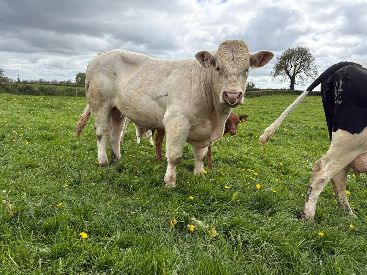 Charolais bull - Image 1