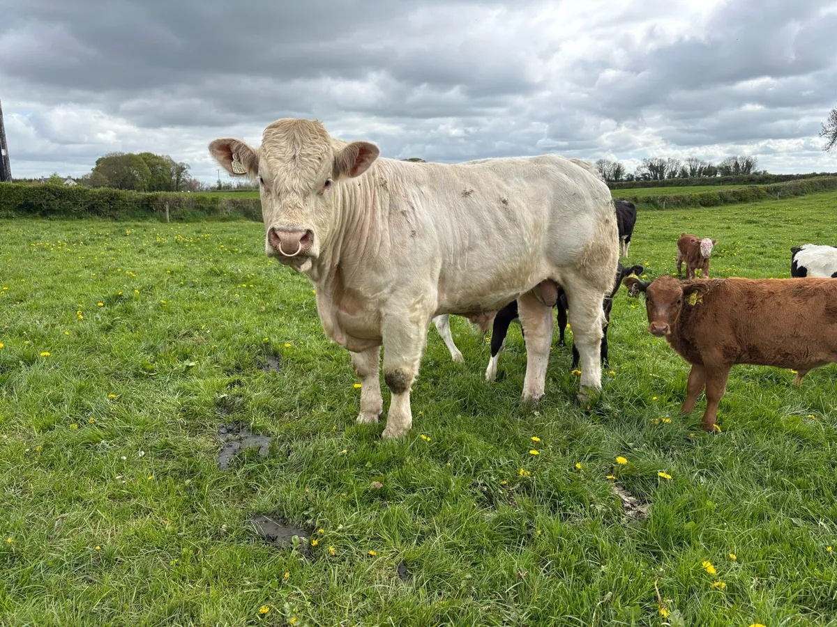 Charolais bull - Image 2