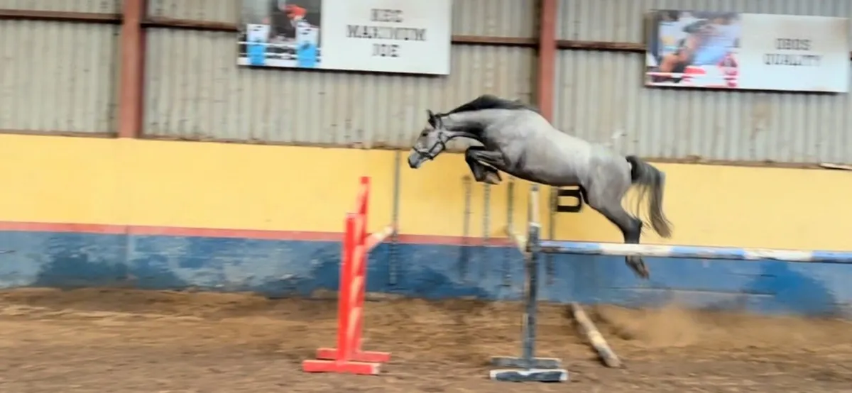 3yr old colt zirroco blue - Image 1