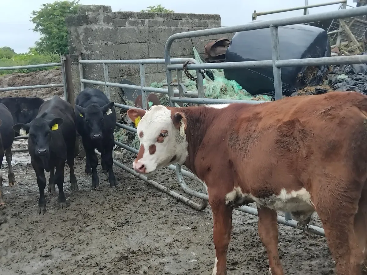 Good quality runners homereared bulls and heifers - Image 4