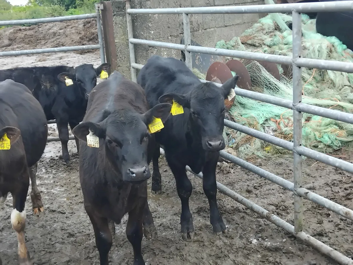 Good quality runners homereared bulls and heifers - Image 1